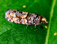 Eucopina tocullionana