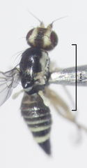 Cerodontha angustipennis