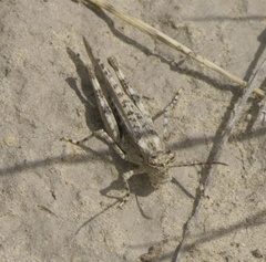 Derotmema haydenii