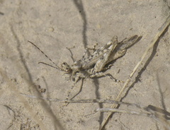 Derotmema haydenii