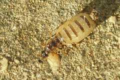 Constrictotermes cyphergaster