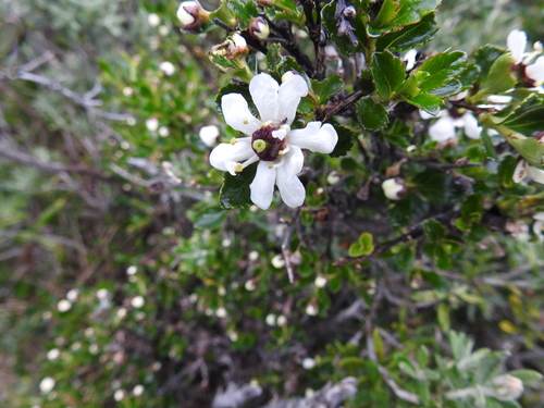 Escallonia serrata (Escallonia serrata)
