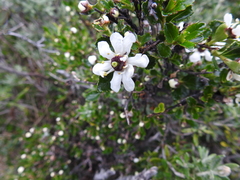 Escallonia serrata