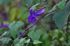 Maurandya barclayana