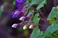 Maurandya barclayana