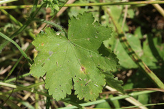 Modiolastrum malvifolium