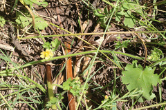 Modiolastrum malvifolium