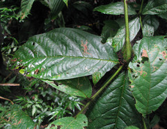 Cordia nodosa