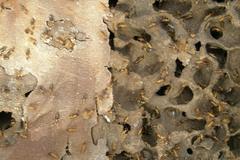 Constrictotermes cyphergaster