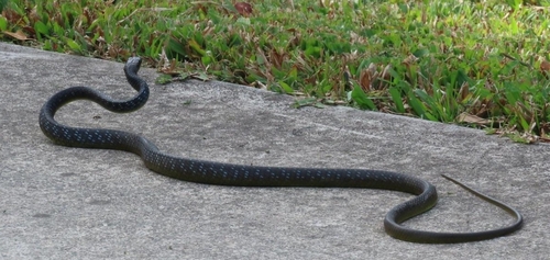 Common Tree Snake sighting
