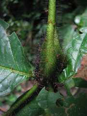 Cordia nodosa