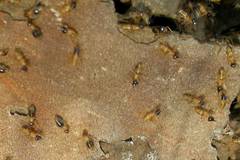 Constrictotermes cyphergaster