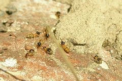 Constrictotermes cyphergaster