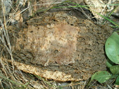 Constrictotermes cyphergaster