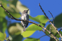 Sulawesi Brown Flycatcher photo 1