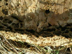 Constrictotermes cyphergaster