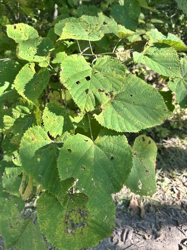 Manchurian Lime (Tilia mandshurica)