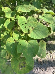 Tilia mandshurica, photograph (c) Tatyana Petrenko, some rights reserved (CC BY)