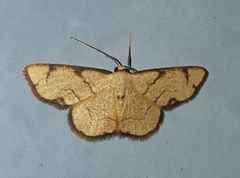 Nematocampa