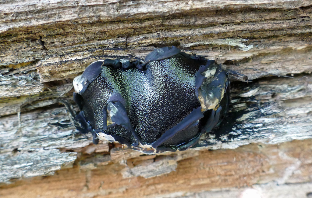 dog-s-nose-fungus-from-frederick-county-us-md-us-on-august-18-2019