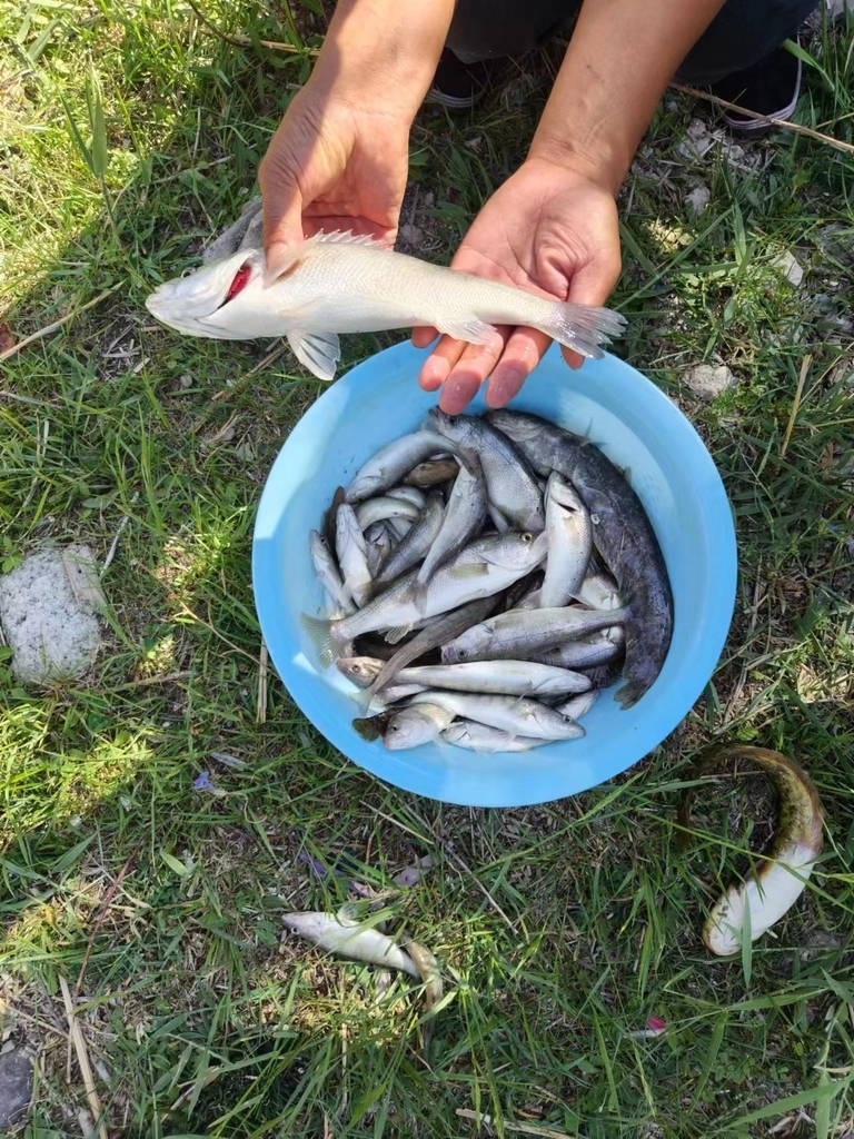 Balkhash Perch
