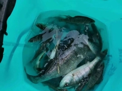 Balkhash Perch photo 2