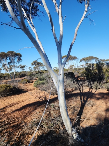 Red-flowered Mallee (Eucalyptus erythronema)