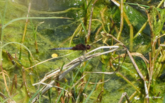 Erythrodiplax melanorubra