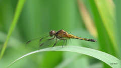 Erythrodiplax melanorubra