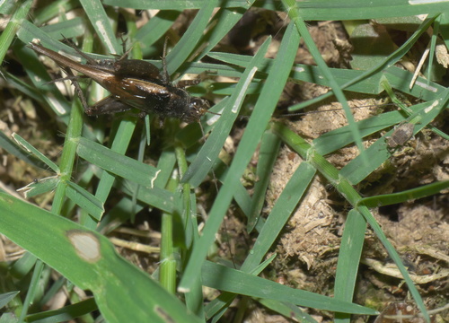 Southern Ground Cricket photo 3
