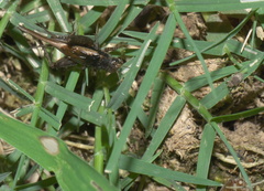 Allonemobius socius