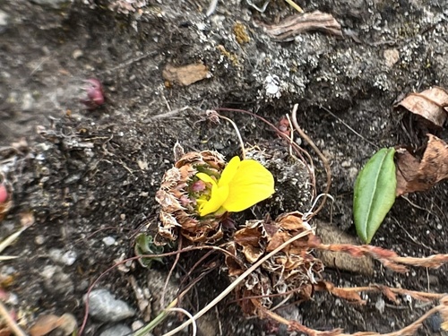 Spider Saxifrage (Saxifraga flagellaris)