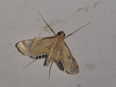 Eoophyla sejunctalis