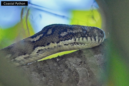 Coastal Carpet Python sighting