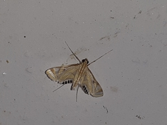 Eoophyla sejunctalis