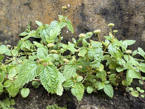 Dwarf Dischead (Lecanthus obtusus)