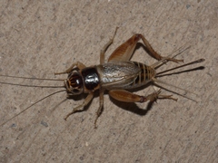 Gryllus personatus