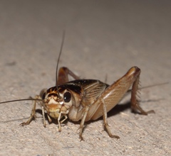 Gryllus personatus