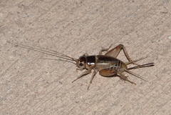 Gryllus personatus