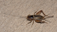 Gryllus personatus