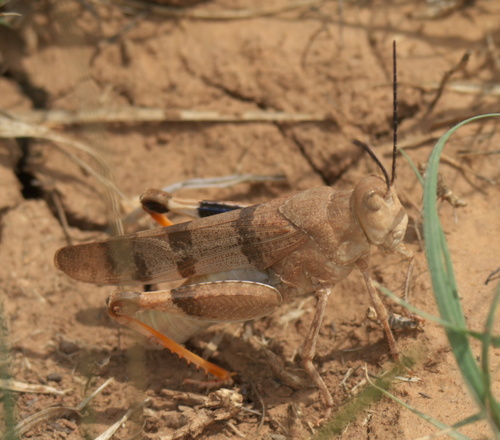 Three-banded Grasshopper photo 6