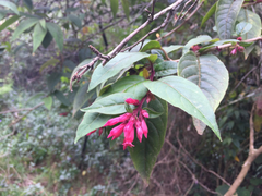 Cestrum elegans