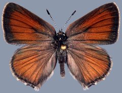 Callophrys affinis homoperplexa