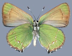 Callophrys affinis homoperplexa