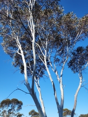 Eucalyptus erythronema, photograph (c) Belinda Forbes, some rights reserved (CC BY)