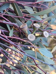 Eucalyptus erythronema, photograph (c) Belinda Forbes, some rights reserved (CC BY)