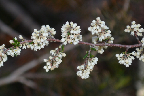 Cryptandra nutans observed 2025-09-21