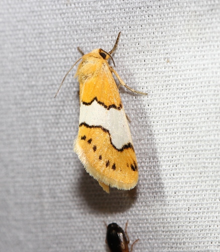 Lineostriastiria hachita