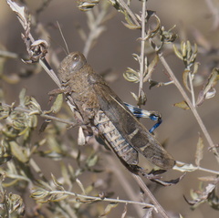 Leprus