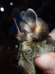 Gardnerycteris crenulatum